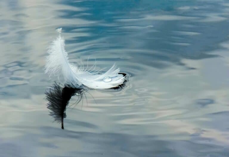 feather-on-water-3666883-scaled.jpg